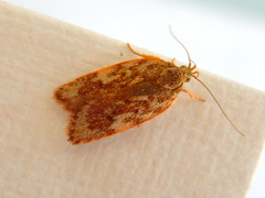 Oligoloba severa