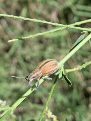 Naupactus verecundus