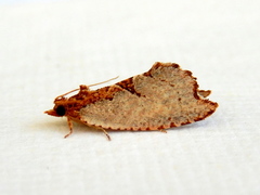 Glyphidoptera polymita