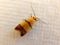 Heteroteucha distephana