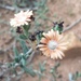 Delosperma fredericii - Photo (c) Luc Strydom, some rights reserved (CC BY-NC), uploaded by Luc Strydom