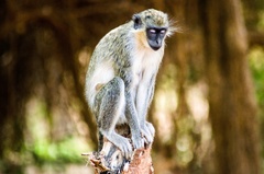 Chlorocebus sabaeus