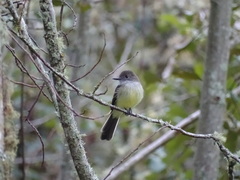 Myiarchus cephalotes