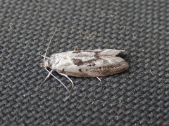 Lichenaula choriodes