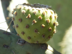 Opuntia spinulifera