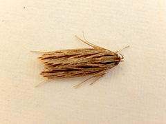Leistarcha scitissimella