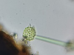 Pseudopediastrum