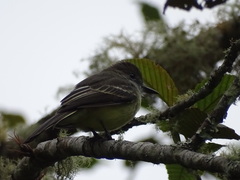 Myiarchus cephalotes