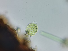 Pseudopediastrum