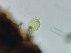 Pseudopediastrum