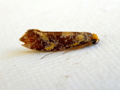 Monopis chrysogramma