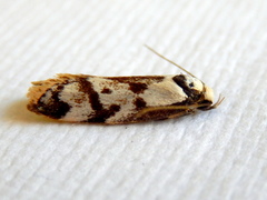 Palimmeces variegata