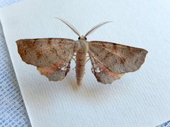 Parepisparis multicolora