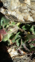 Asarina procumbens