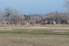 Cervus elaphus italicus