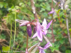Gentianella rapunculoides