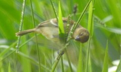 Sporophila morelleti