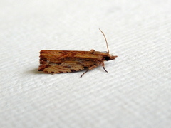 Statherotis euryphaea