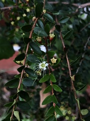 Metrosideros stipularis