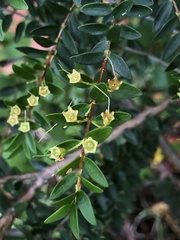 Metrosideros stipularis