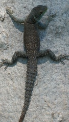 Oplurus cuvieri