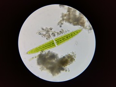 Closterium acerosum lanceolatum