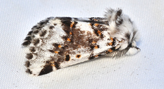 Aglaosoma periblepta