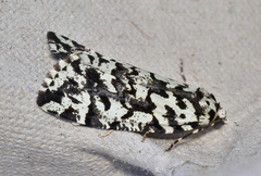 Archephanes zalosema