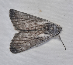 Cerura melanoglypta