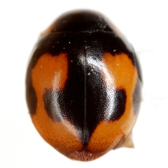 Hyperaspis connectens