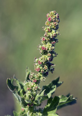 Blitum californicum