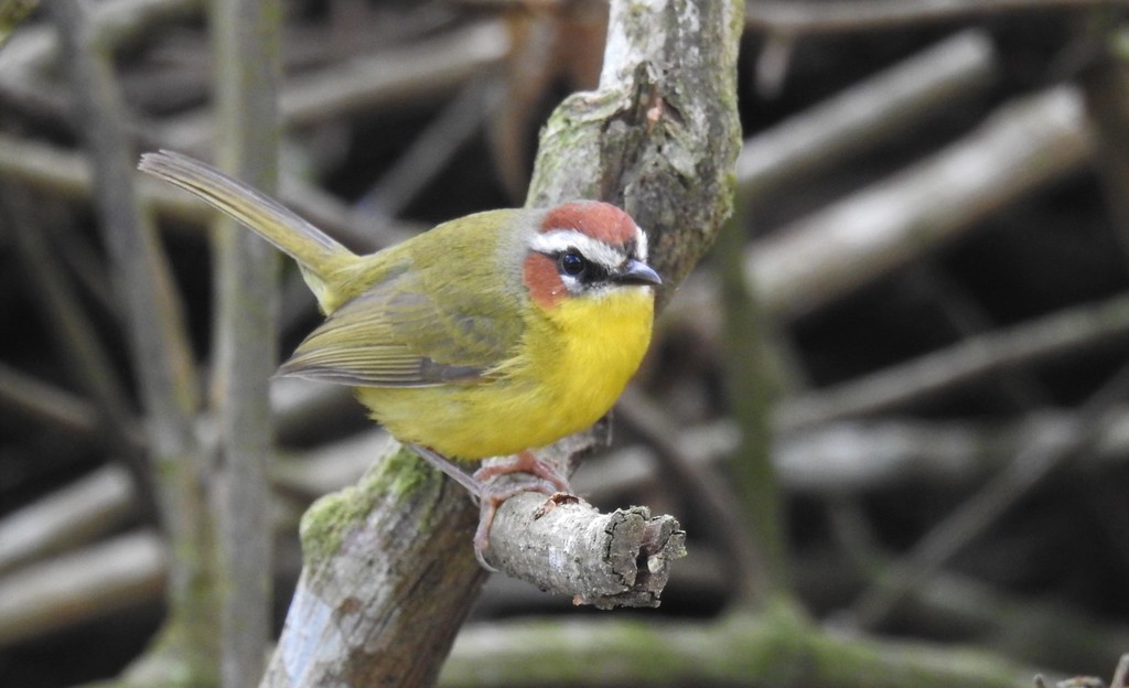 Basileuterus delattrii
