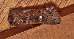 Dasygaster oressigenes