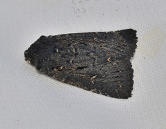 Dasygaster epundoides