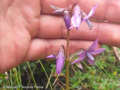 Gentianella rapunculoides