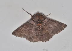 Hypobapta percomptaria