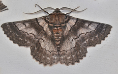 Hypobapta percomptaria
