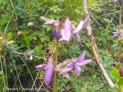 Gentianella rapunculoides