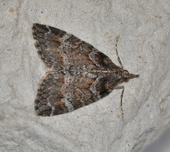 Microdes haemobaphes