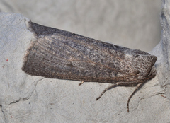 Paralaea chionopasta