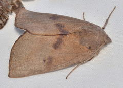 Mnesampela heliochrysa