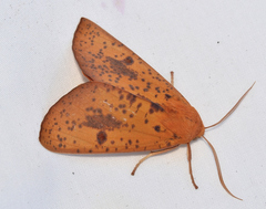 Plesanemma altafucata