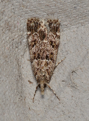 Scoparia emmetropis