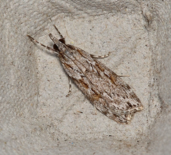 Scoparia ochrophara