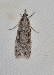 Scoparia plagiotis
