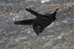 Peropteryx