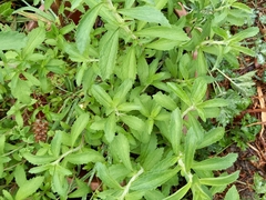 Stevia rebaudiana