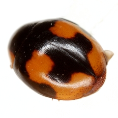 Hyperaspis connectens