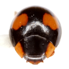 Hyperaspis connectens