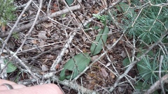 Habenaria arenaria